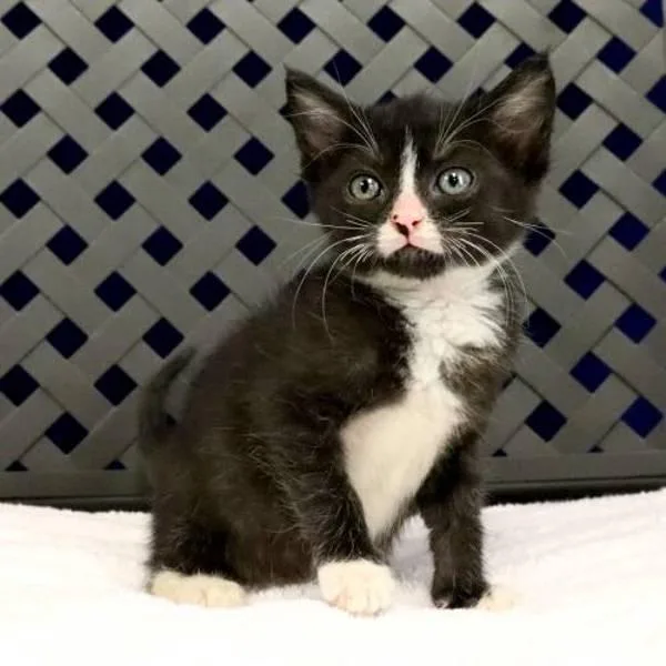 A baby small-sized female Domestic Medium Hair cat named Avocado for adoption in Fort Davis, TX