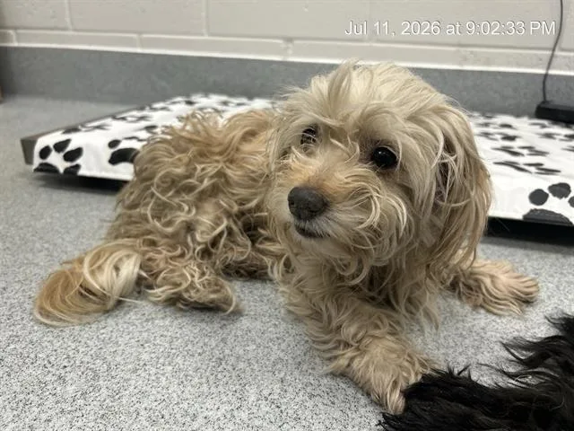 An adult small-sized female Poodle dog named A for adoption in Ocala, FL