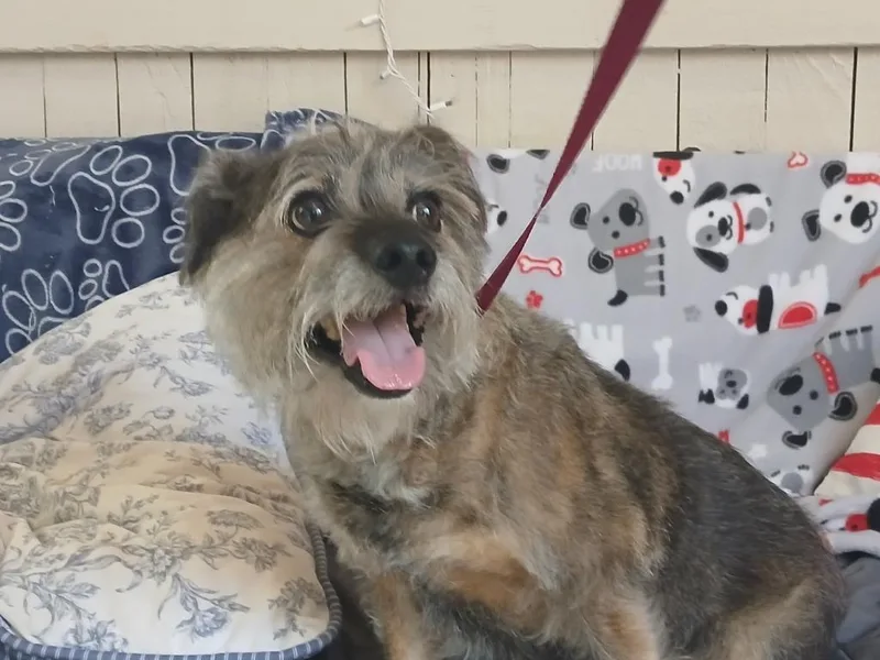 A senior small-sized male Schnauzer dog named Carter for adoption in Fort Worth, TX