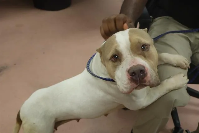 An adult medium-sized female Mixed Breed dog named Wasabi for adoption in Columbia, SC