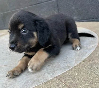 A baby medium-sized female Beagle dog named Prada for adoption in Wilkesboro, NC