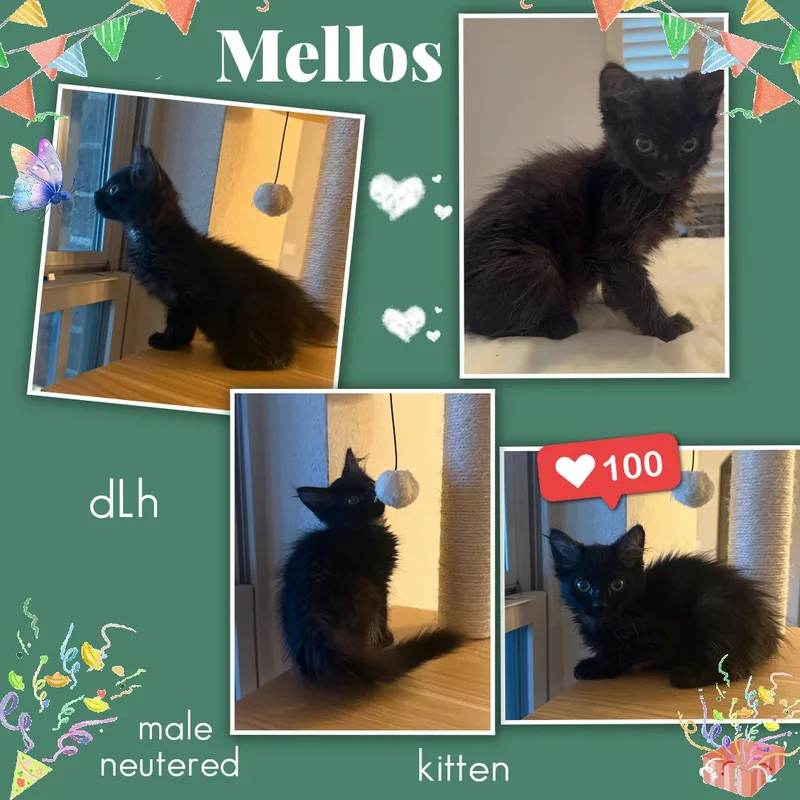 A baby medium-sized male Black Domestic Long Hair cat named Mellos ORT for adoption in Missouri City, TX