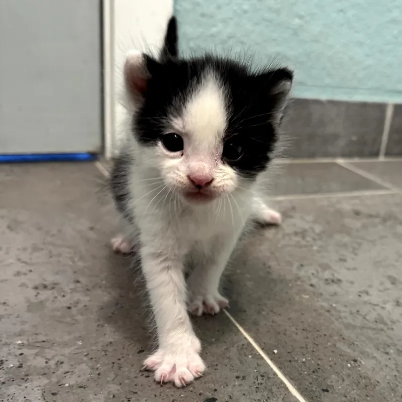 A baby small-sized male Black Domestic Short Hair cat named Rover for adoption in Long Beach, CA