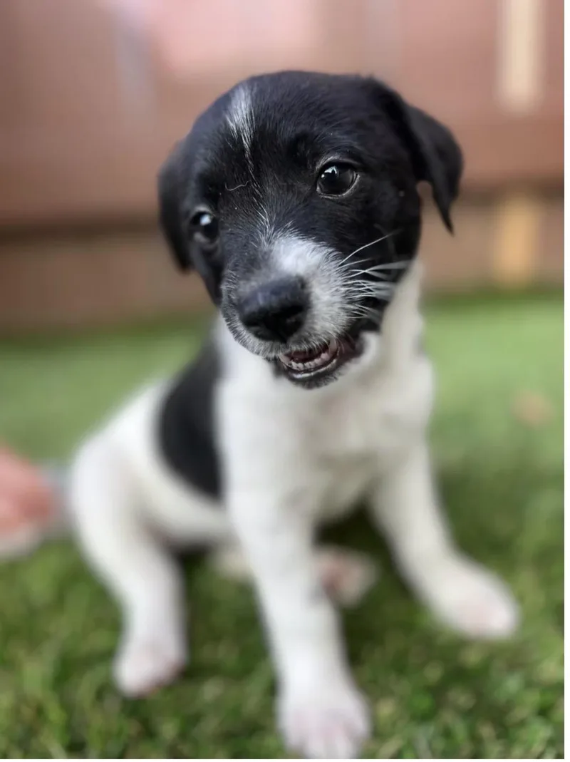 A baby small-sized male Terrier dog named James Avery for adoption in El Cajon, CA