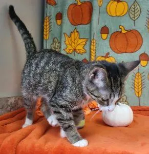 A young medium-sized female Domestic Short Hair cat named Bird for adoption in Bucyrus, OH