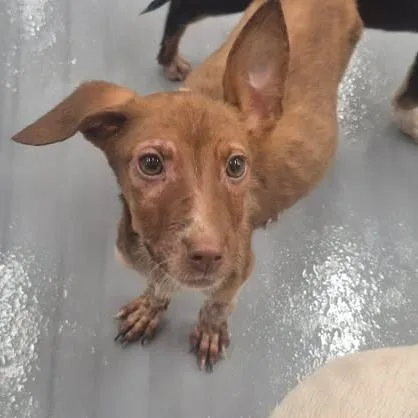 A baby small-sized female Red / Chestnut / Orange Terrier dog named Dolly for adoption in Dover, AR