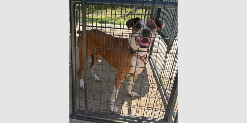 A senior medium-sized male Boxer dog named Allister  Silver Heart for adoption in Hewitt, TX