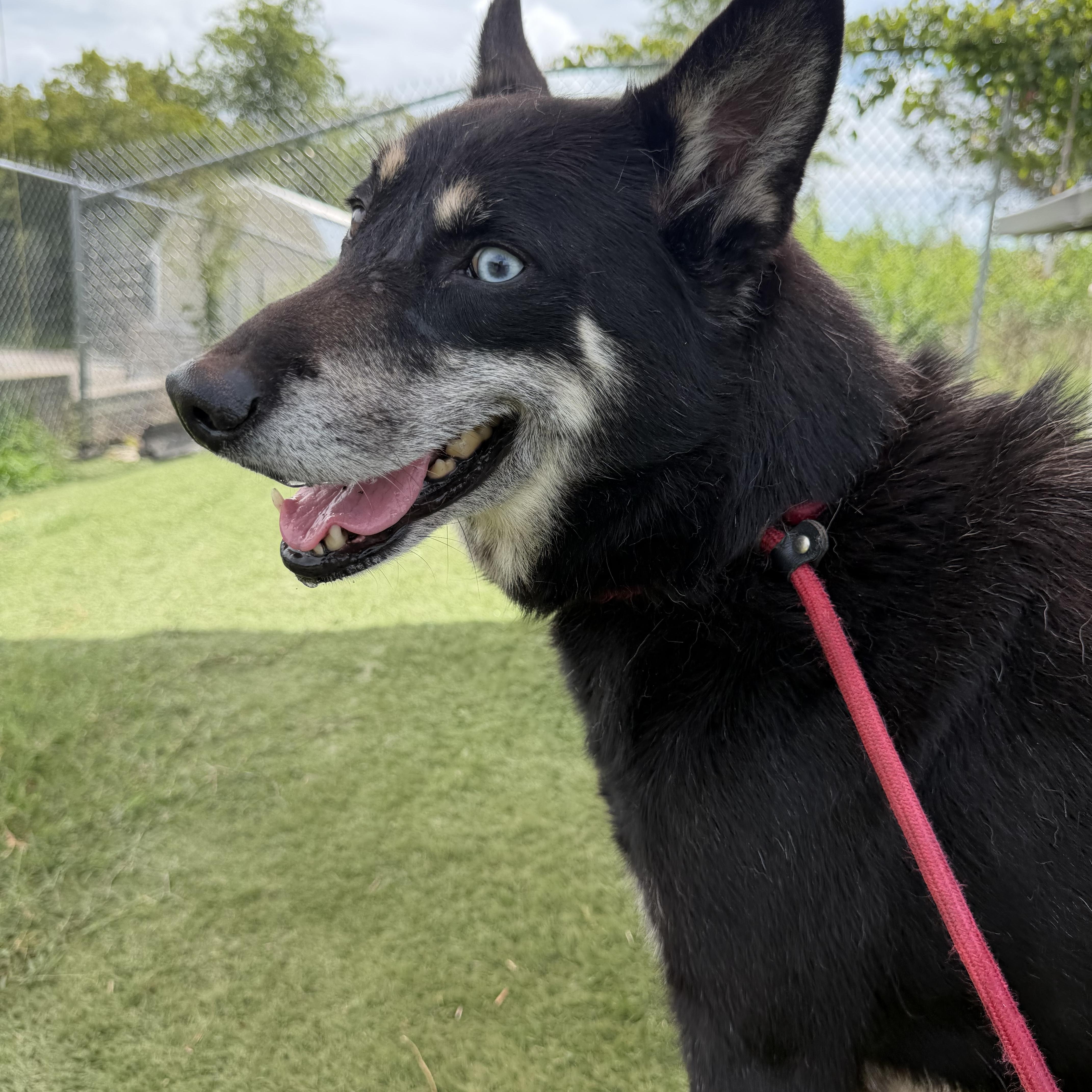 A senior medium-sized male Black Husky dog named Zeus for adoption in Albemarle, NC