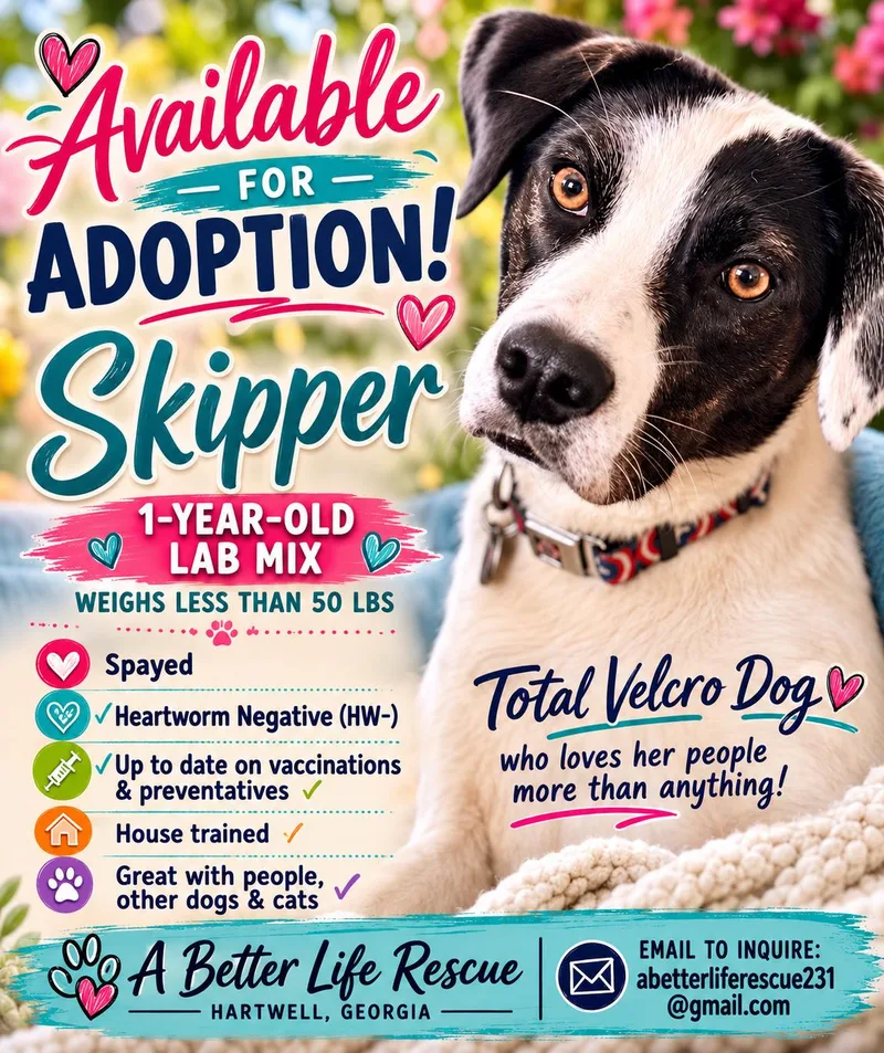 A young medium-sized female White / Cream Labrador Retriever dog named Skipper for adoption in Danielsville, GA