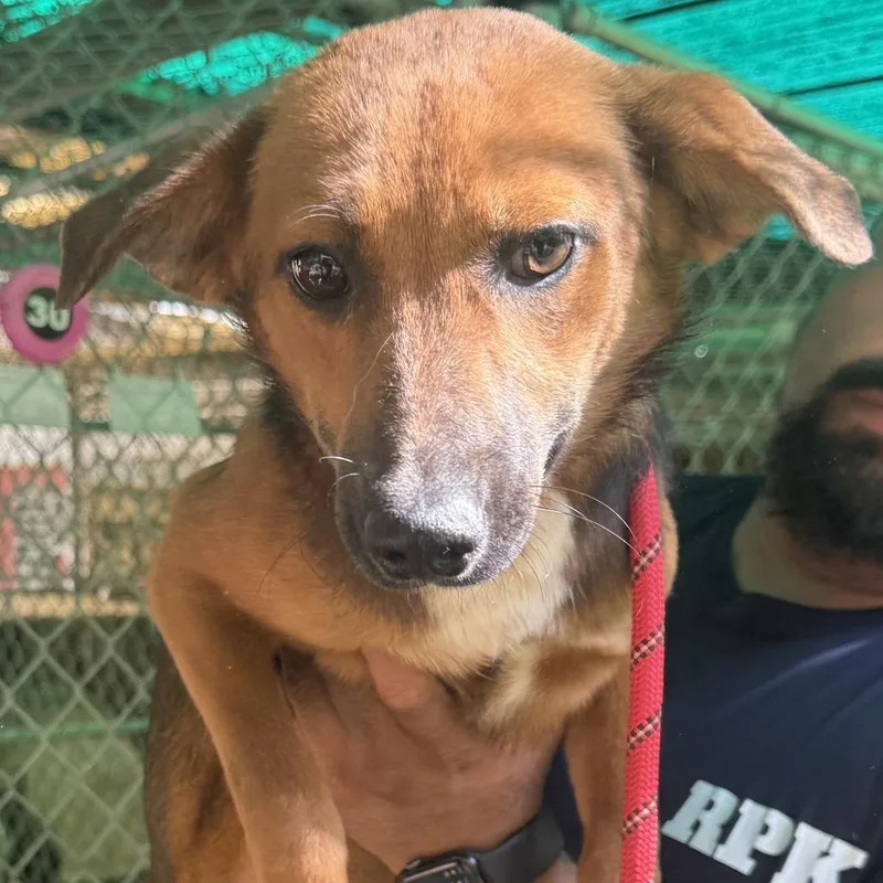 A young small-sized female German Shepherd Dog dog named Indie for adoption in LOXAHATCHEE, FL