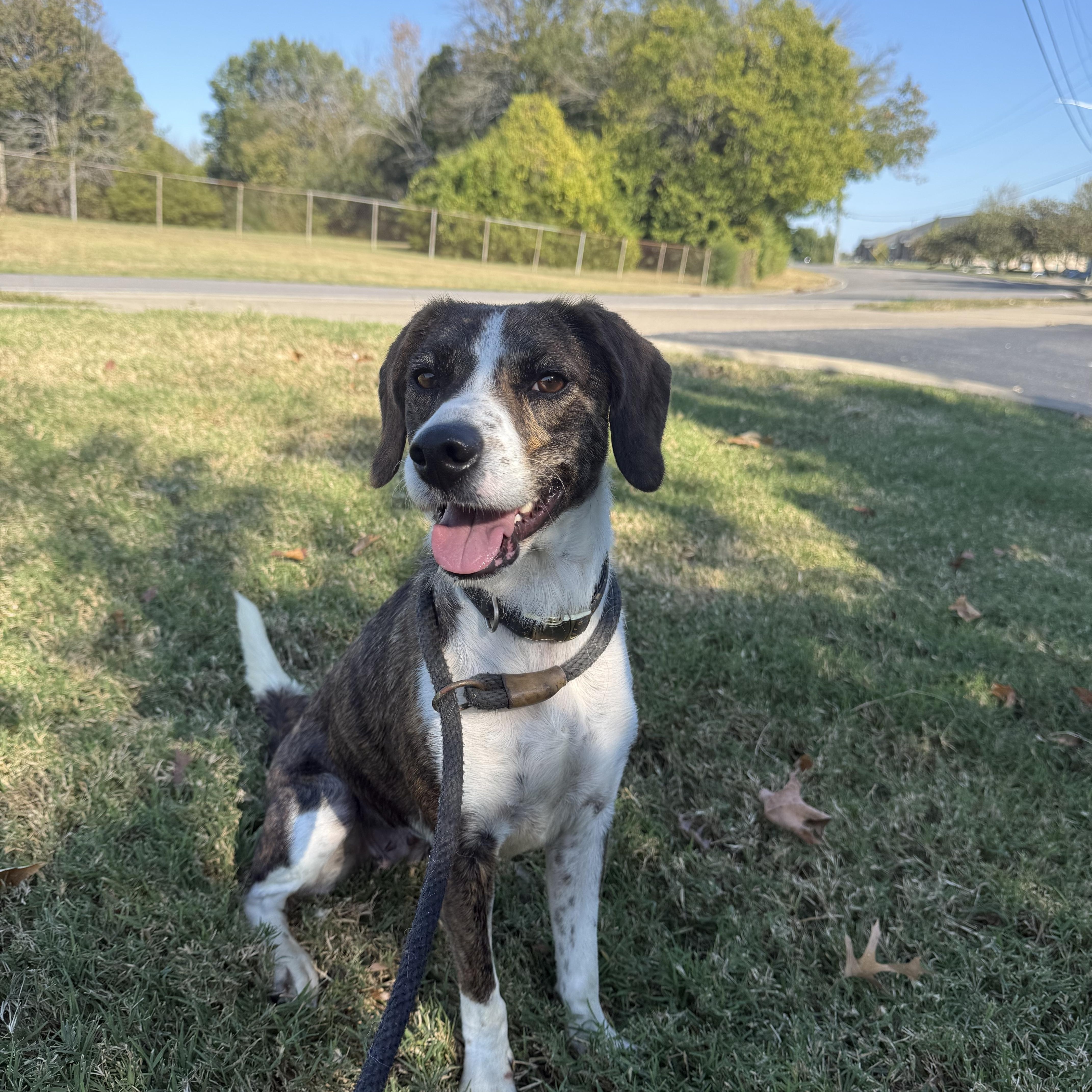 An adult small-sized female Bicolor Mixed Breed dog named Hazel for adoption in Hendersonville, TN