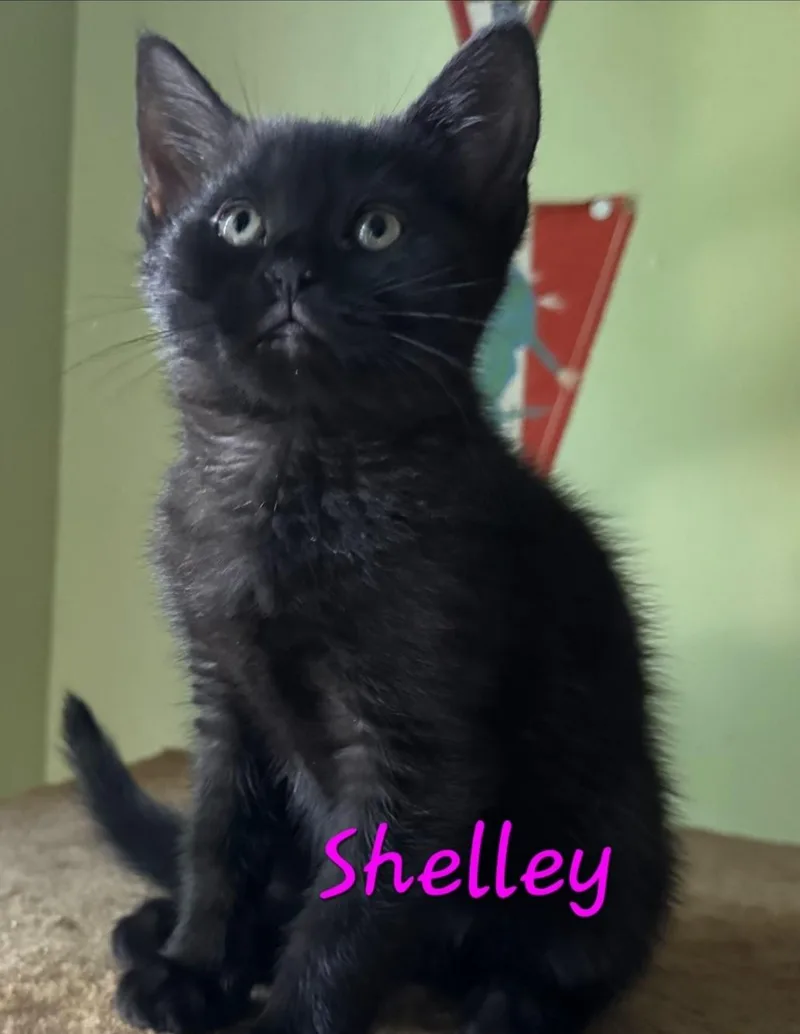 A baby small-sized female Domestic Short Hair cat named Shelley for adoption in Canton, CT