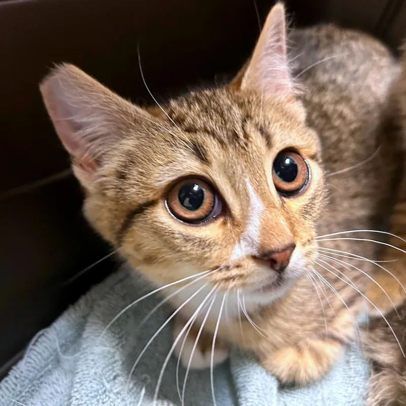 A baby small-sized female Domestic Short Hair cat named Pathos for adoption in Woodinville, WA