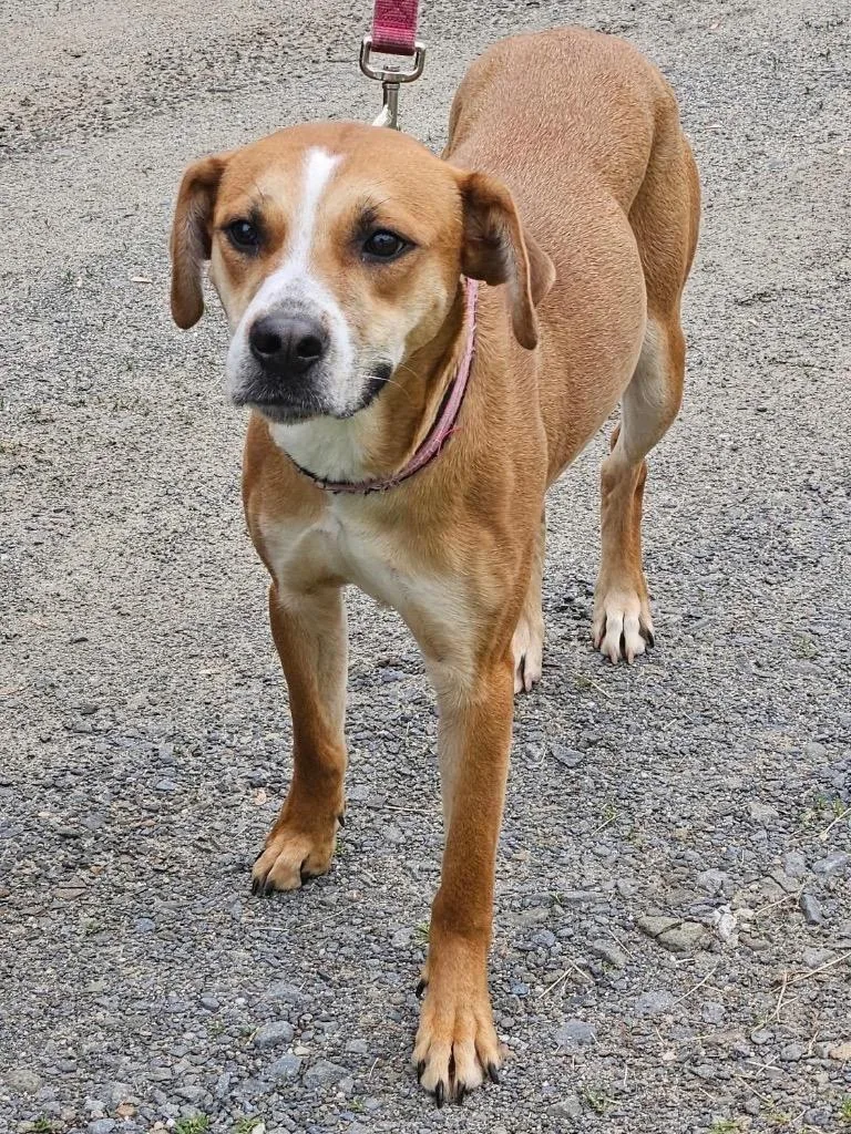 A young medium-sized female Hound dog named Ursula for adoption in Port Jervis, NY