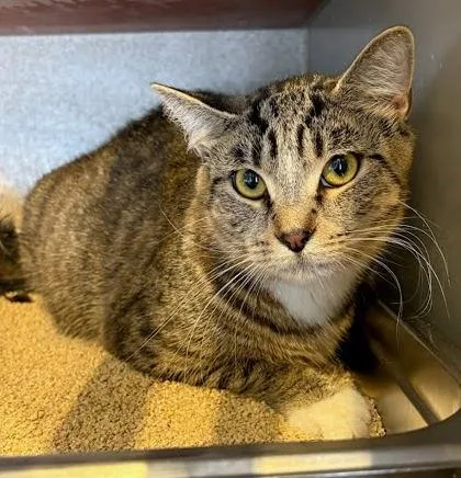 An adult large-sized female Domestic Short Hair cat named Mama  Blue Collar for adoption in Washington, DC