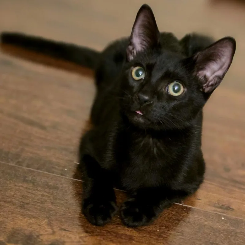 A baby small-sized male Black Domestic Short Hair cat named Ragu for adoption in Parkland, FL