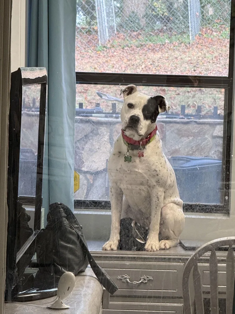 Remy Awesome American