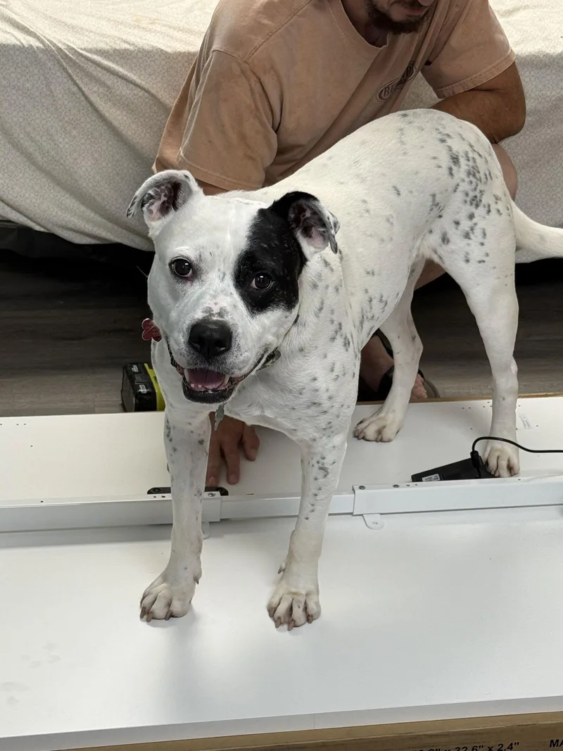 Remy  Awesome American thumbnail 2