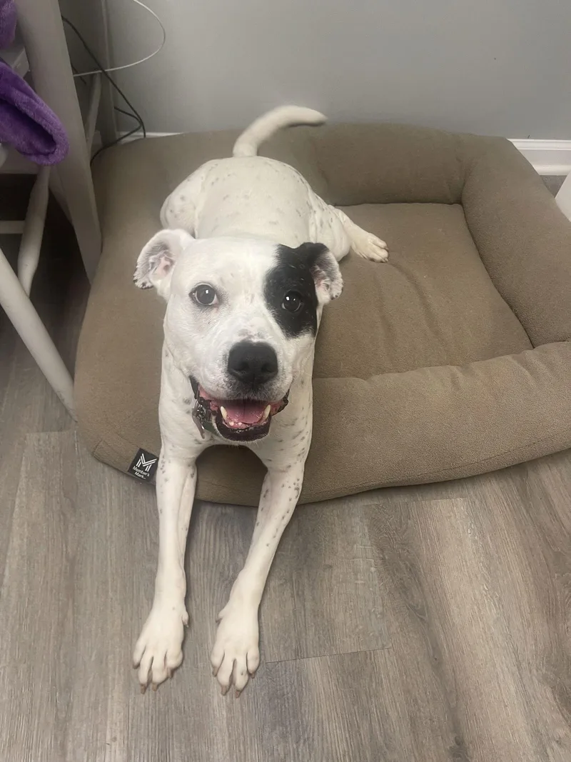 Remy  Awesome American thumbnail 3