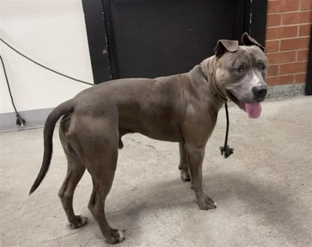 An adult large-sized male Pit Bull Terrier dog named Dodger for adoption in Los Angeles, CA