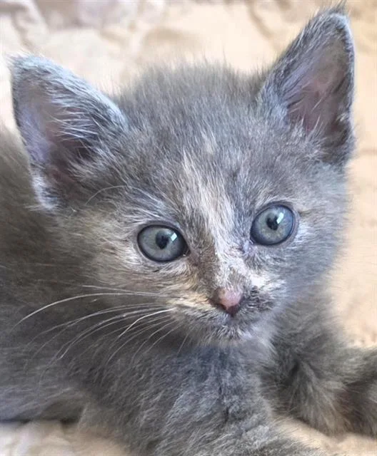 A baby small-sized female Domestic Short Hair cat named Chapelle for adoption in Camarillo, CA