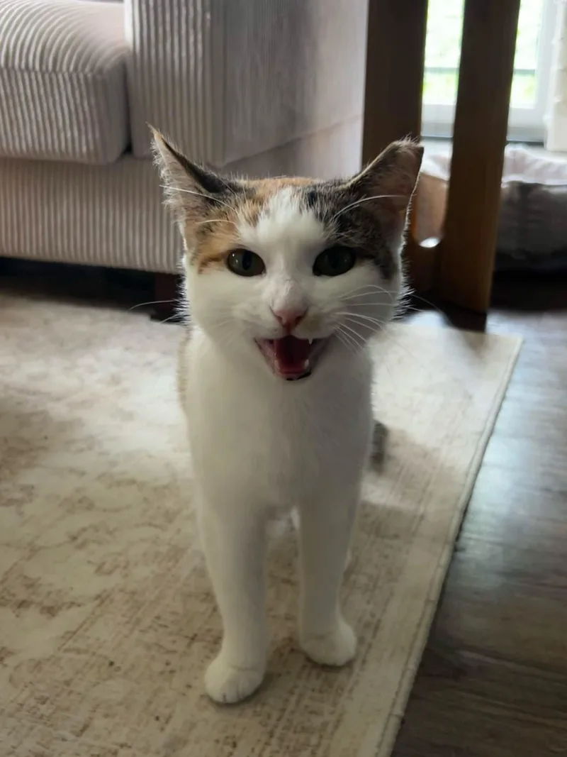 A young medium-sized female Dilute Calico American Shorthair cat named Angel for adoption in Pittsburgh, PA