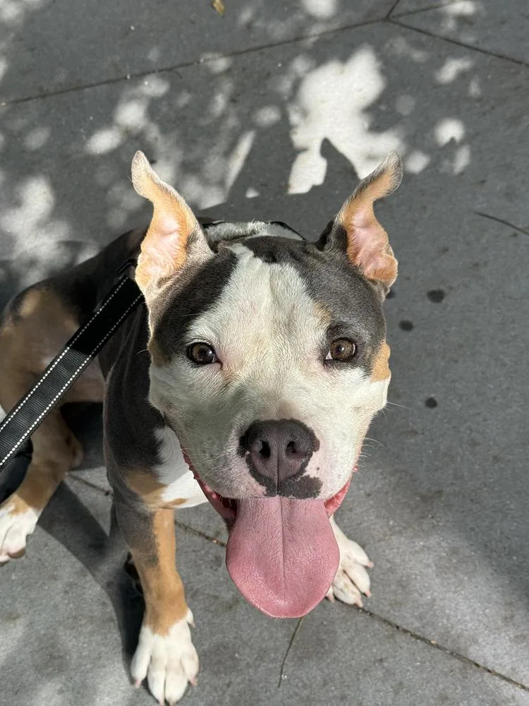 An adult large-sized female Mixed Breed dog named Diana for adoption in New York, NY