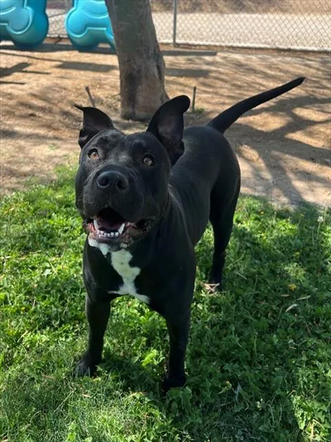 An adult large-sized female Pit Bull Terrier dog named Shirley for adoption in Blythe, CA