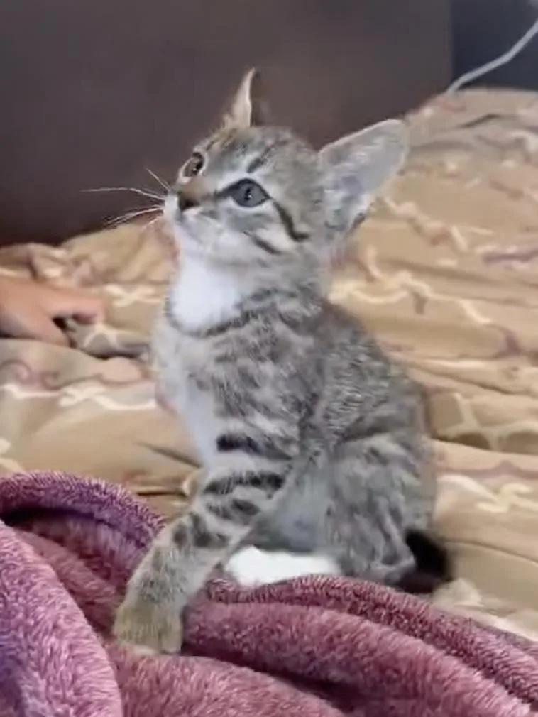 A baby small-sized female Gray & White Domestic Short Hair cat named Marti for adoption in Mission Viejo, CA