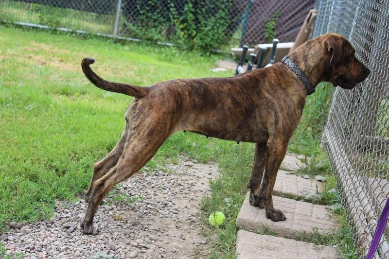 An adult large-sized female Coonhound dog named Reyn for adoption in Neillsville, WI