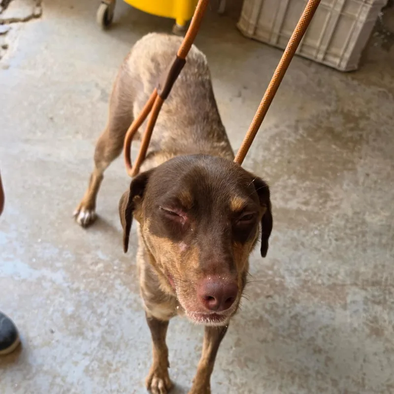 An adult medium-sized female Brown / Chocolate Mixed Breed dog named Melody mom for adoption in Leander, TX