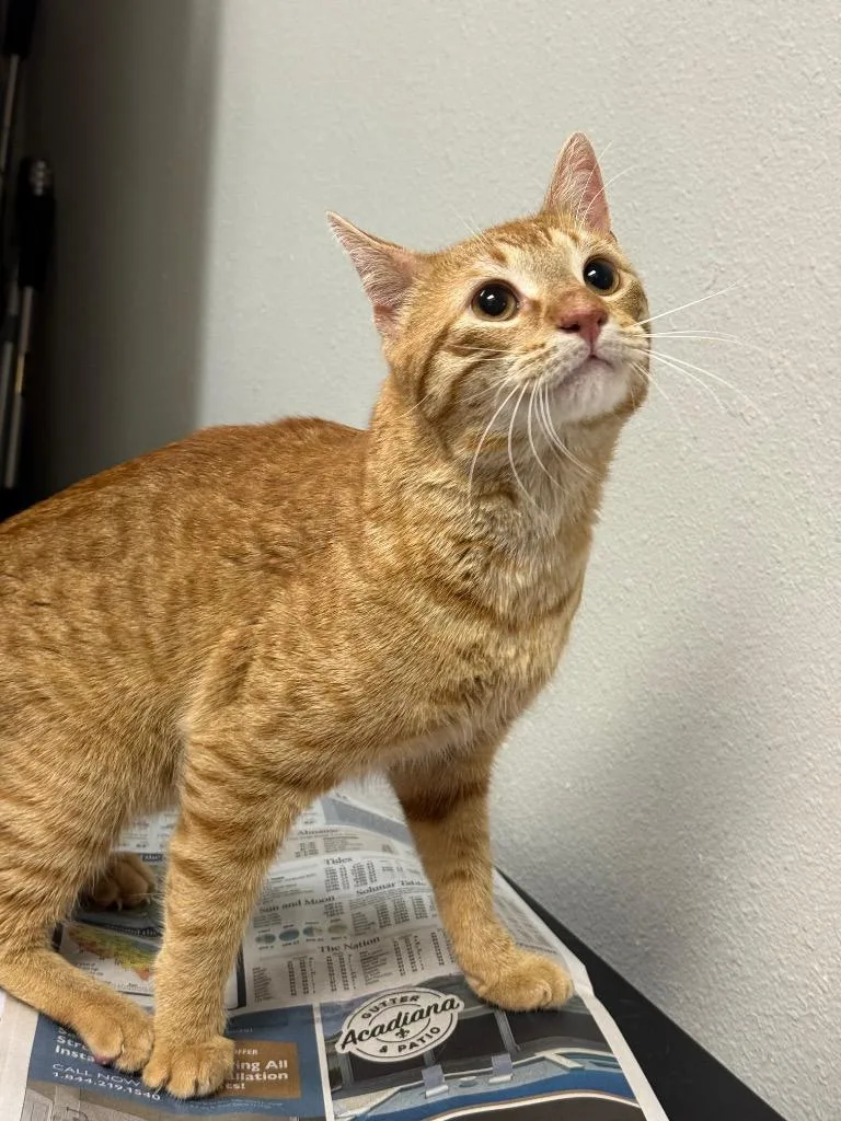 A young medium-sized male Domestic Short Hair cat named Pontiac for adoption in Sorrento, LA