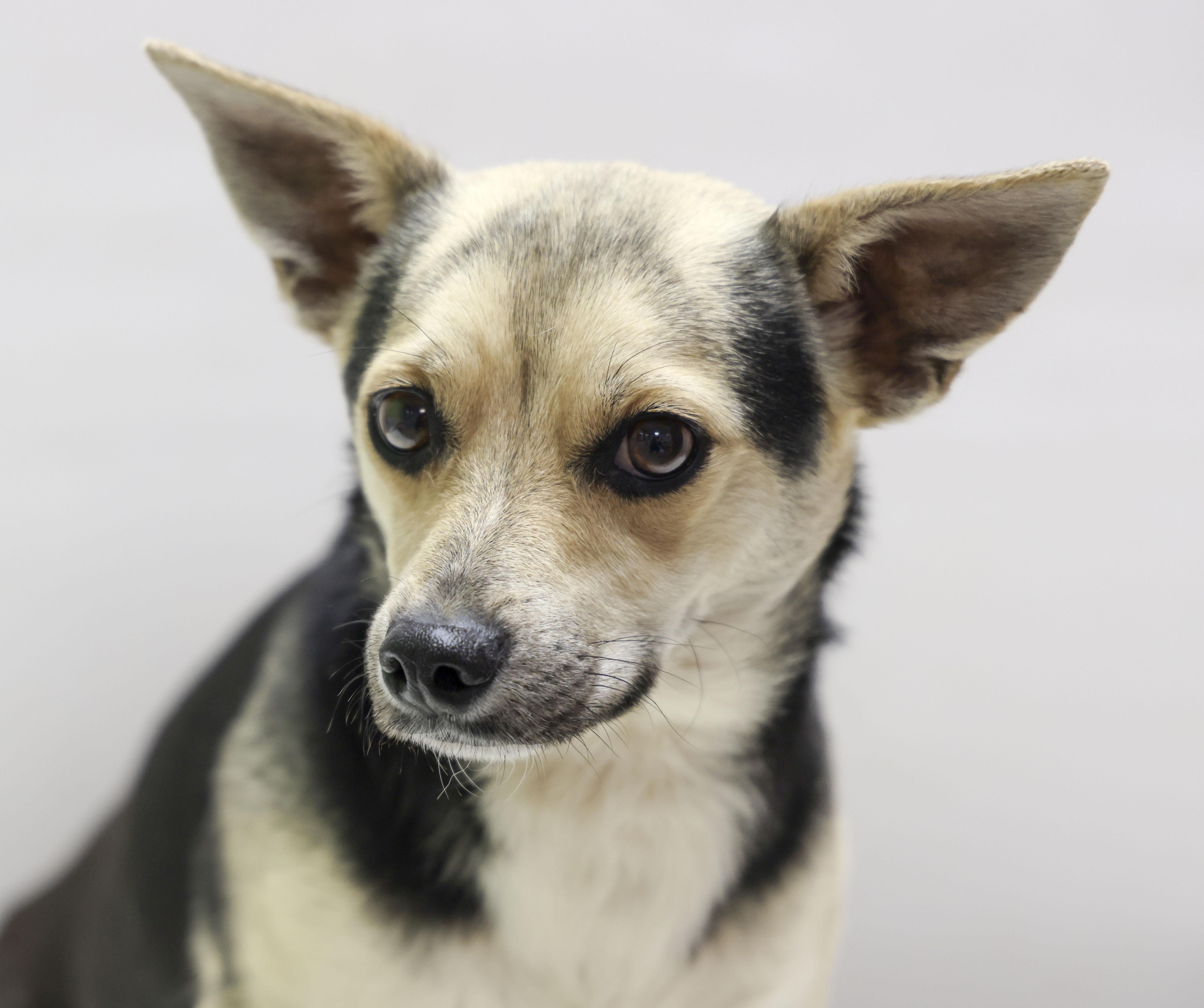A young small-sized male White / Cream Chihuahua dog named Chester for adoption in Casa Grande, AZ