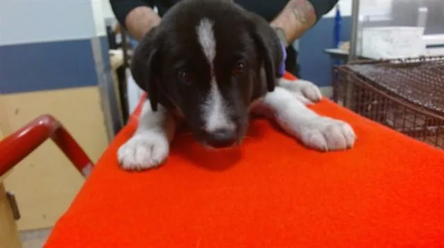 A baby small-sized male Siberian Husky dog named Connan for adoption in Miami, FL