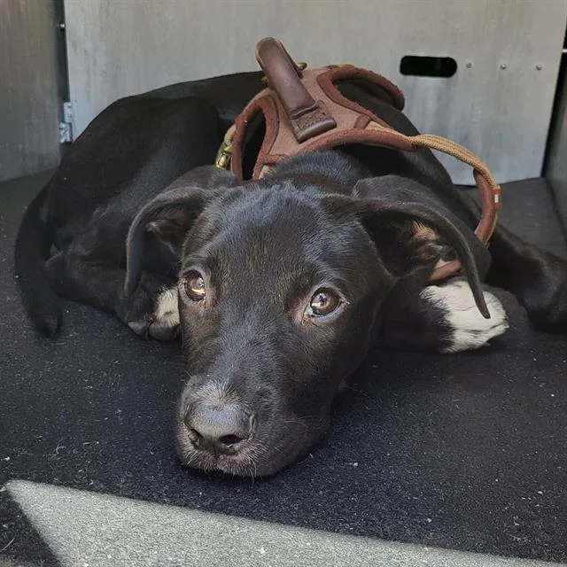 A baby small-sized male Labrador Retriever dog named Lenny for adoption in San Antonio, TX