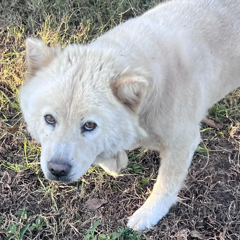 An adult medium-sized female White / Cream Chow Chow dog named Samantha  Local November for adoption in Brookshire, TX