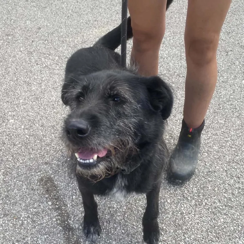 Sirius Black Stray Hold