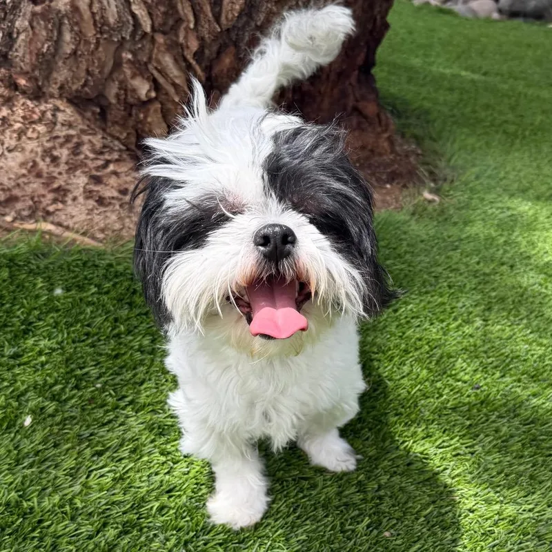 An adult small-sized male White / Cream Shih Tzu dog named Googles for adoption in Las Vegas, NV