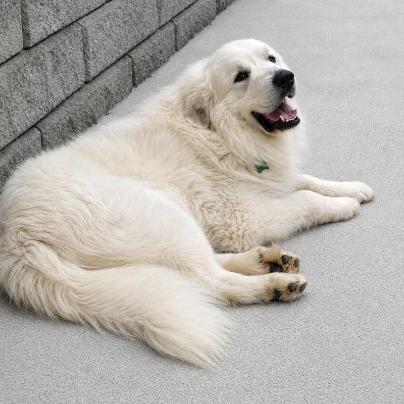 An adult large-sized male Great Pyrenees dog named Koa for adoption in Atlanta, GA