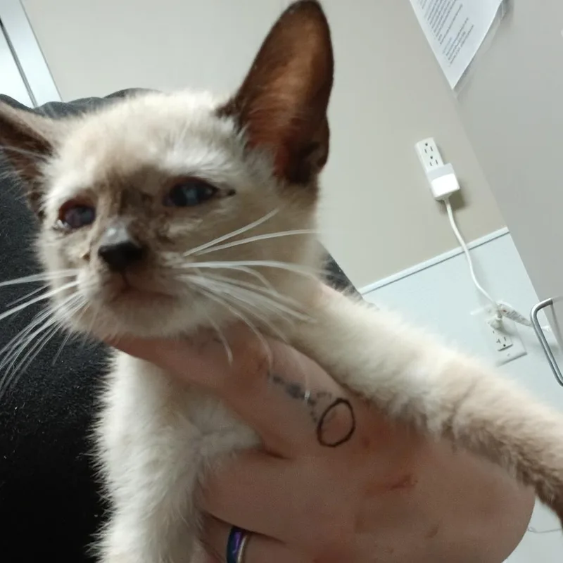 A baby small-sized male White Snowshoe cat named Sweet for adoption in Blue Ridge, GA