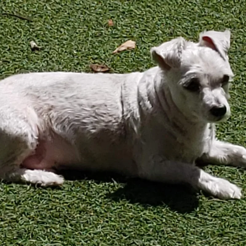 A senior small-sized male White / Cream Maltese dog named Toby for adoption in West Palm Beach, FL