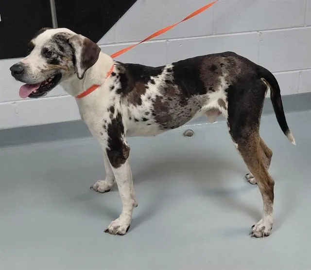 An adult medium-sized male Hound dog named Charlie for adoption in Saint Cloud, FL
