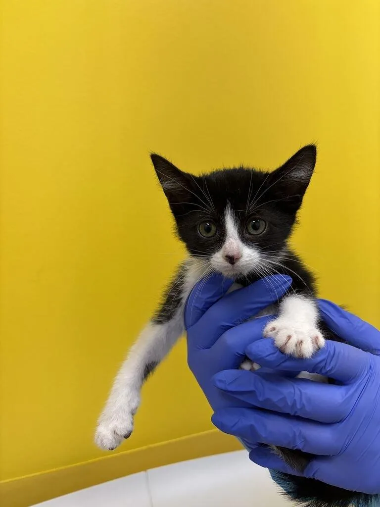 A baby small-sized female Black & White / Tuxedo Domestic Short Hair cat named Pegasus for adoption in Raleigh, NC