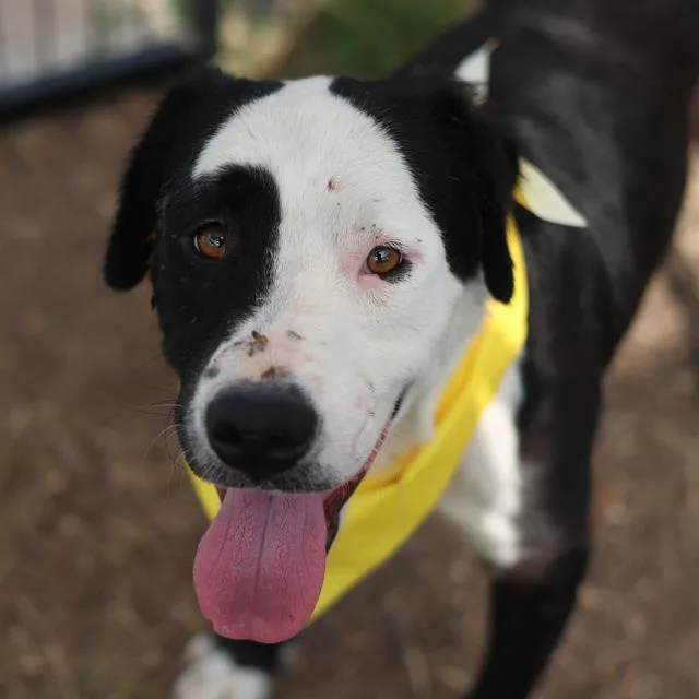 A young medium-sized male Labrador Retriever dog named Reese for adoption in San Antonio, TX