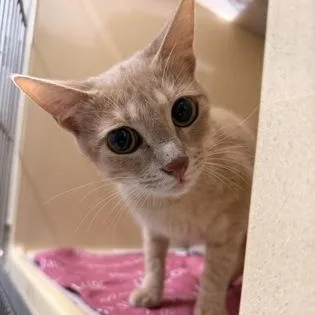 An adult medium-sized female Buff / Tan / Fawn Domestic Short Hair cat named Trixie for adoption in Converse, TX