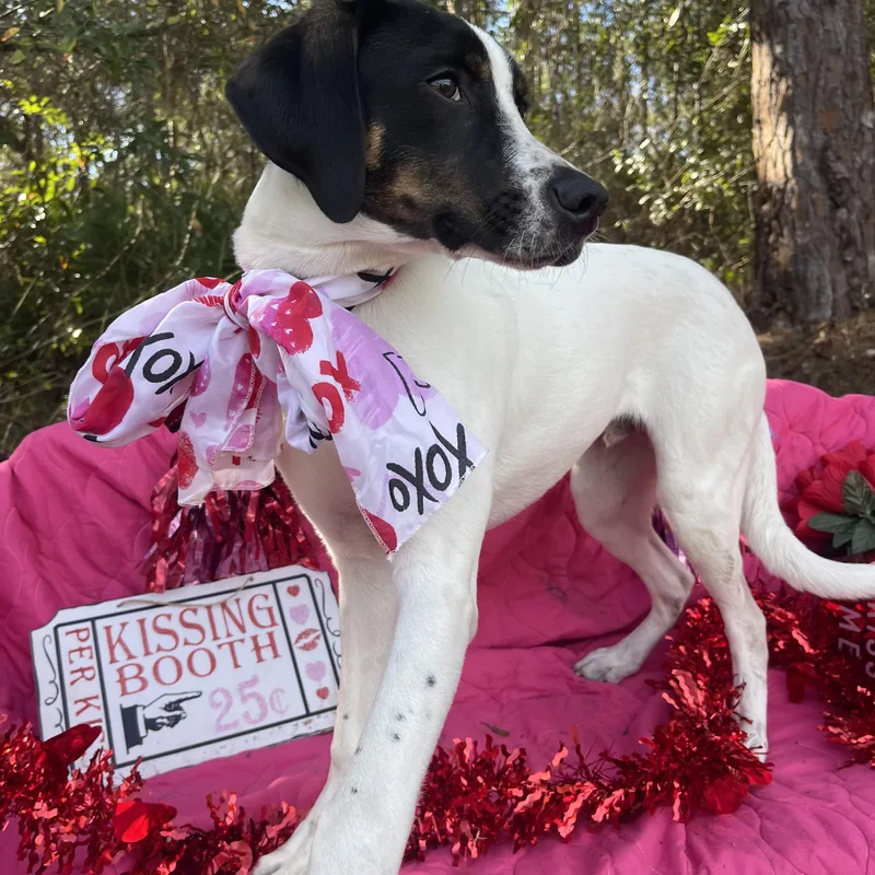 Beethoven thumbnail 2