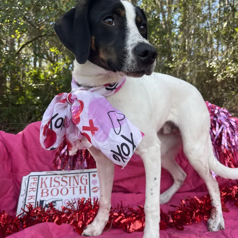 Beethoven thumbnail 3