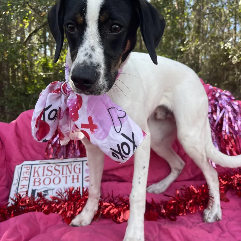 Beethoven thumbnail 4