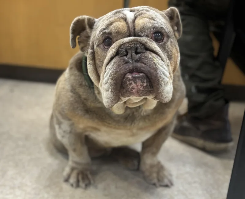 A senior medium-sized male English Bulldog dog named Clyde for adoption in San Pedro, CA