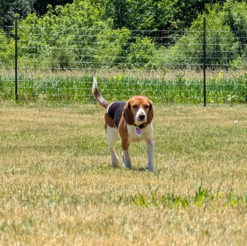 An adult small-sized female Bicolor Beagle dog named Phoenix for adoption in Whitewater, WI